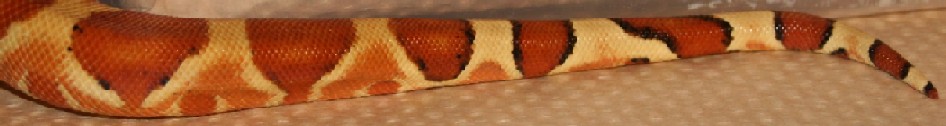 Salmon Hypo Tail 1