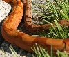 Salmon Hypo Body 1