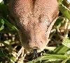 Salmon Hypo Head 1