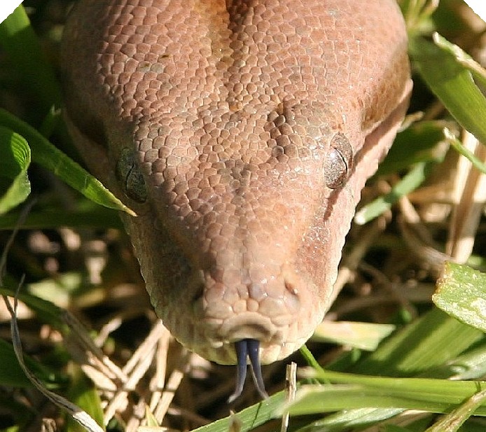 Salmon Hypo Head 1