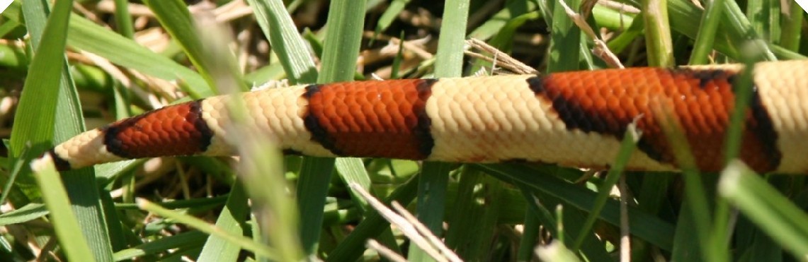 Salmon Hypo Tail 2