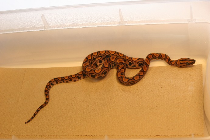 EBN Het Hypo Female