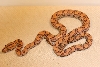EBN Hypo Male