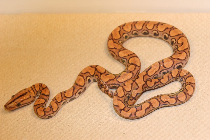 EBN Hypo Male