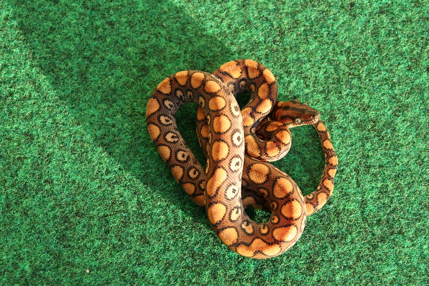 Female F305