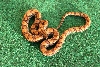 Female F709