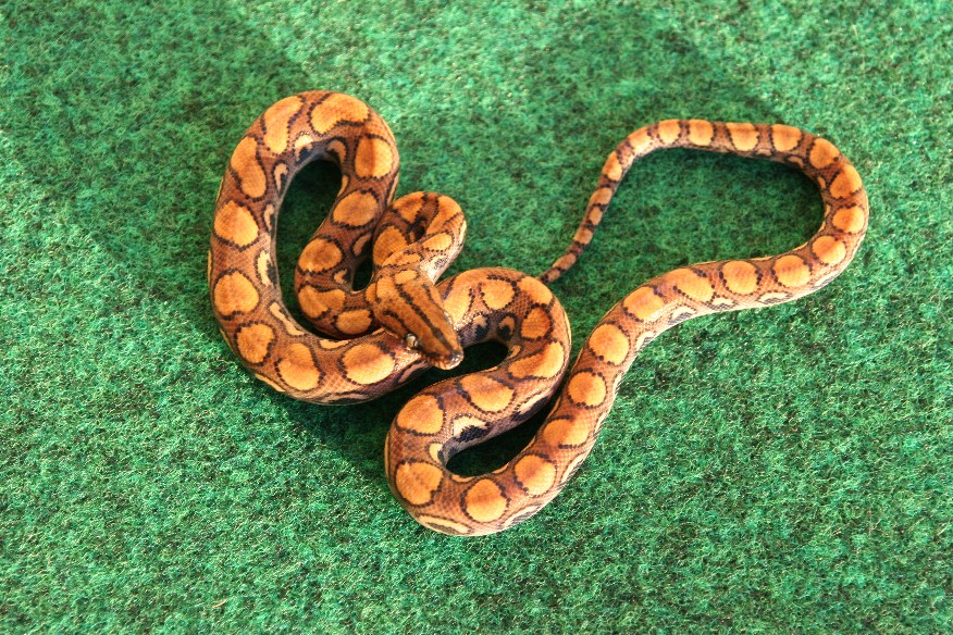 Female F709