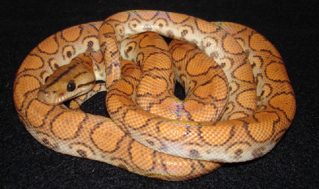 Female Hypomel 1