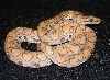 Male hypomel 1