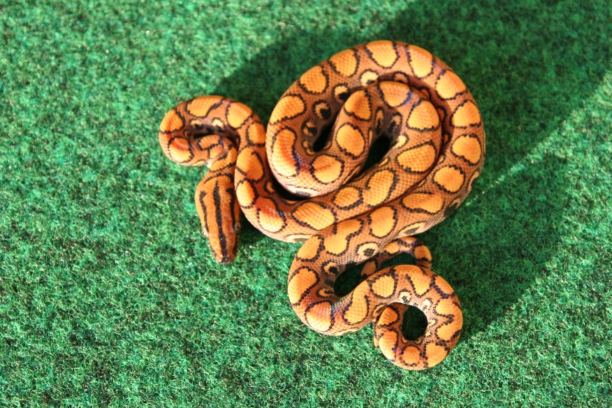 Male CL07