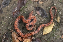 Rusty