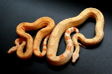 Albino and Albino Arabesque