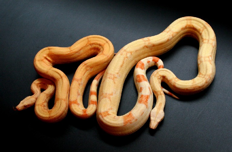 Albino and Albino Arabesque
