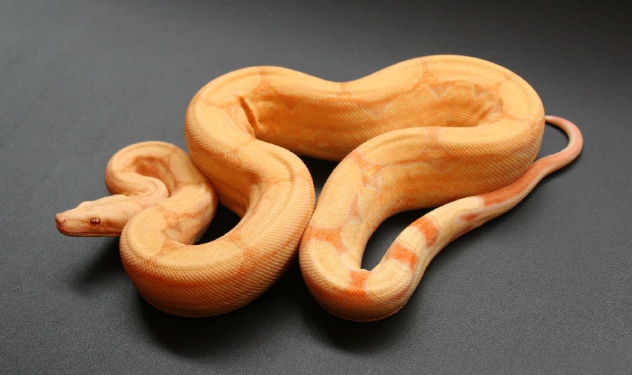 Albino Arabesque