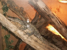 banded indicus