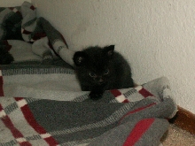 bear