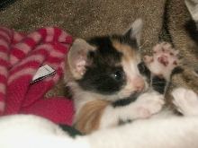 calico