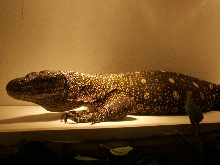 full tummy of teh crocky
