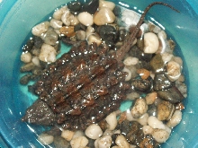 alligator snapping turtle