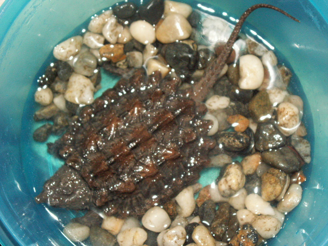 alligator snapping turtle