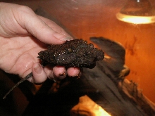 alligator snapping turtle