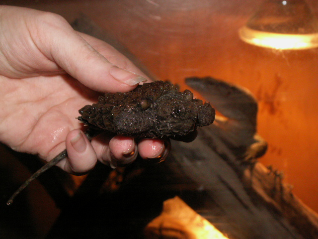 alligator snapping turtle