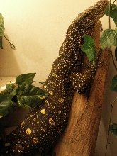 Varanus salvadorii