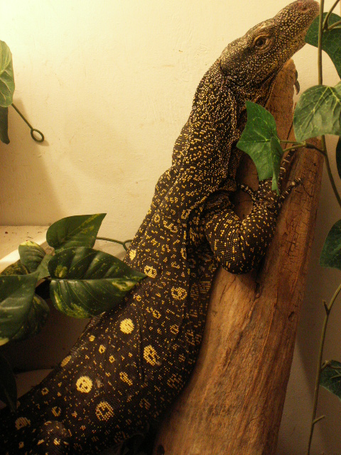 Varanus salvadorii