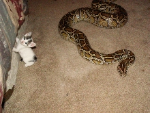 burmese python