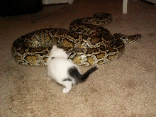 burmese python