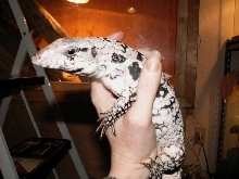 blue tegu female