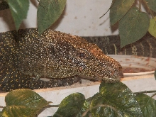 head shot of male salvadorii
