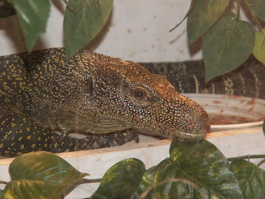 head shot of male salvadorii