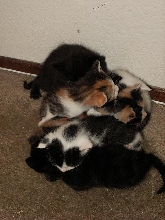 cat pile
