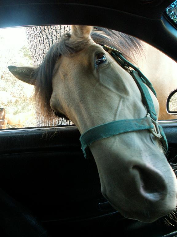 windsong trying to get her treats