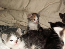 kittuns