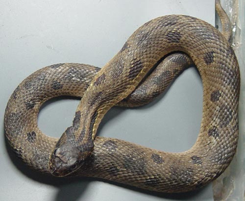 e.hognose