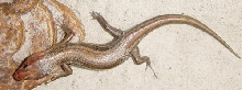 broadhead skink