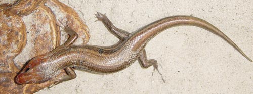 broadhead skink
