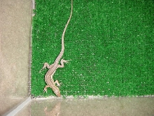 racerunner