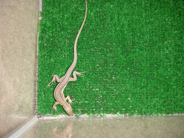 racerunner
