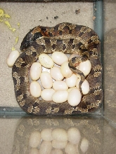 21 eggs eastern hognose