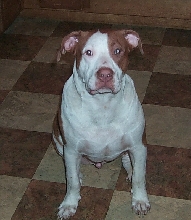 Jake  8 months old