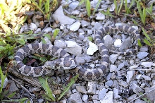 sub adult in shed