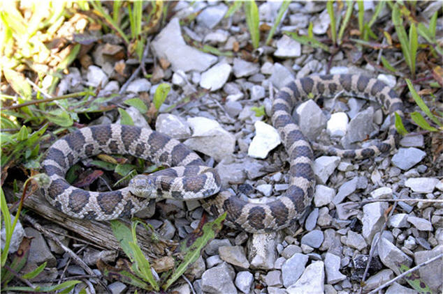 sub adult in shed
