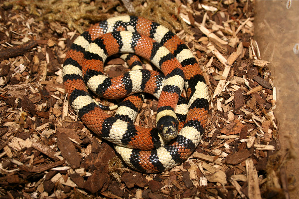 male gentilis
