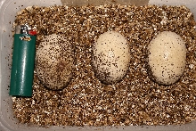 eggs