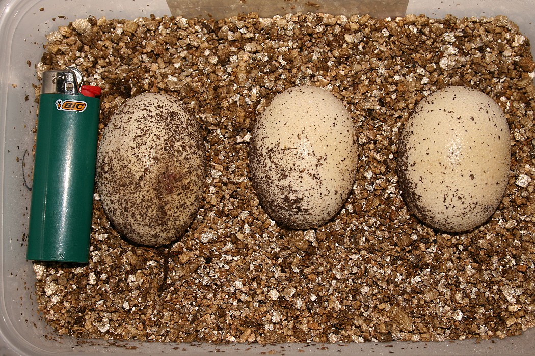 eggs