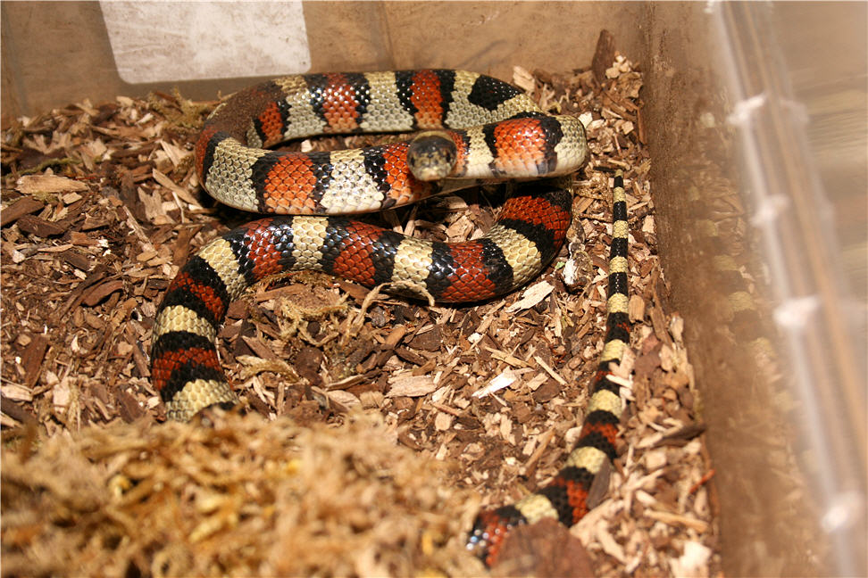 female 2 gentilis