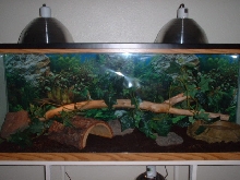 New Cage
